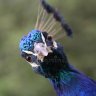 Chris Peacock